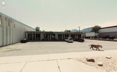 una-tigre-in-un-parcheggio.jpg (41.79 KiB) Visto 3821 volte una-tigre-in-un-parcheggio.jpg